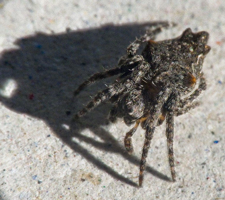 Eriophora pustulosa