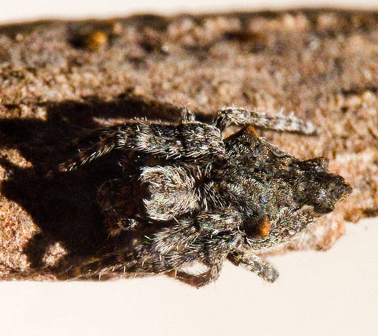 Eriophora pustulosa