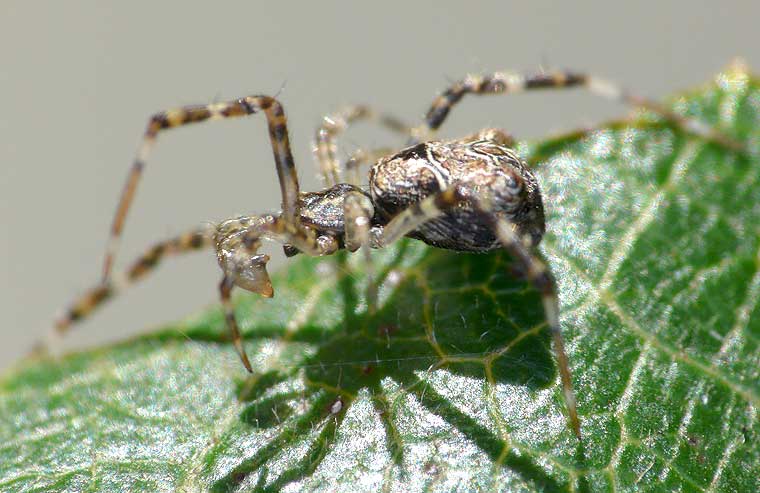 Episinus sp male