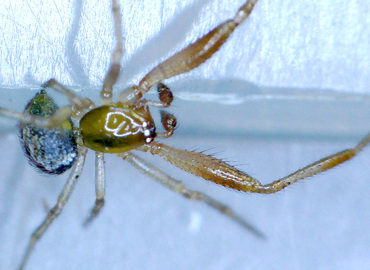Theridiid spider Theridion theridioides?