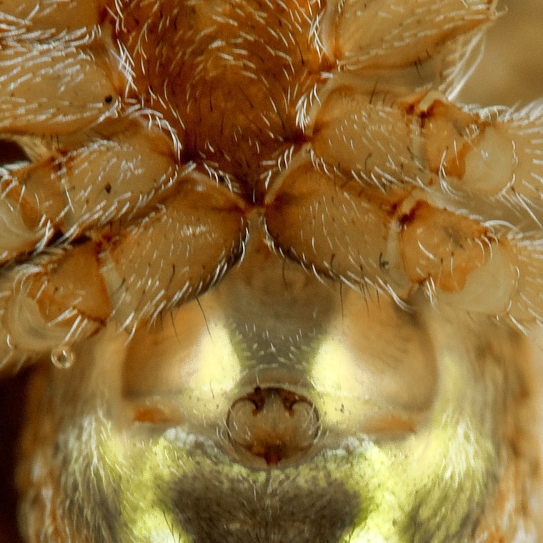 Araneus brisbanae