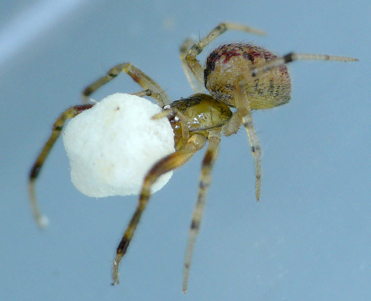 Theridiid spider Theridion theridioides?