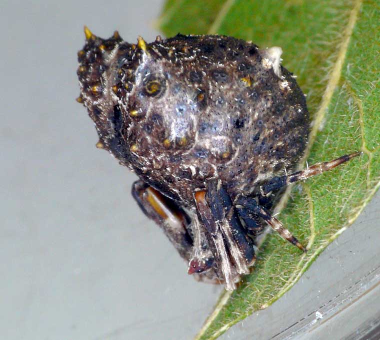 Celaenia distincta