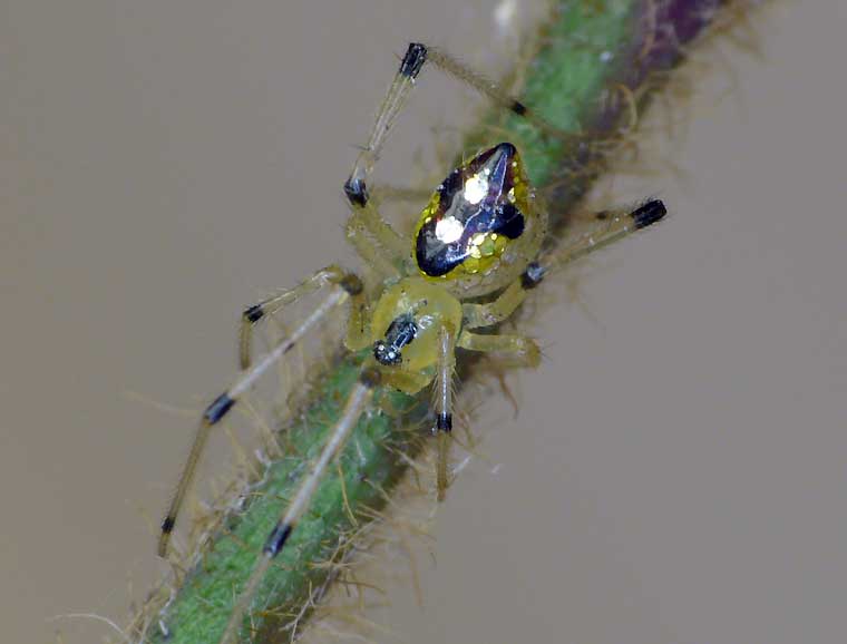 Thwaitesia argentiopunctata