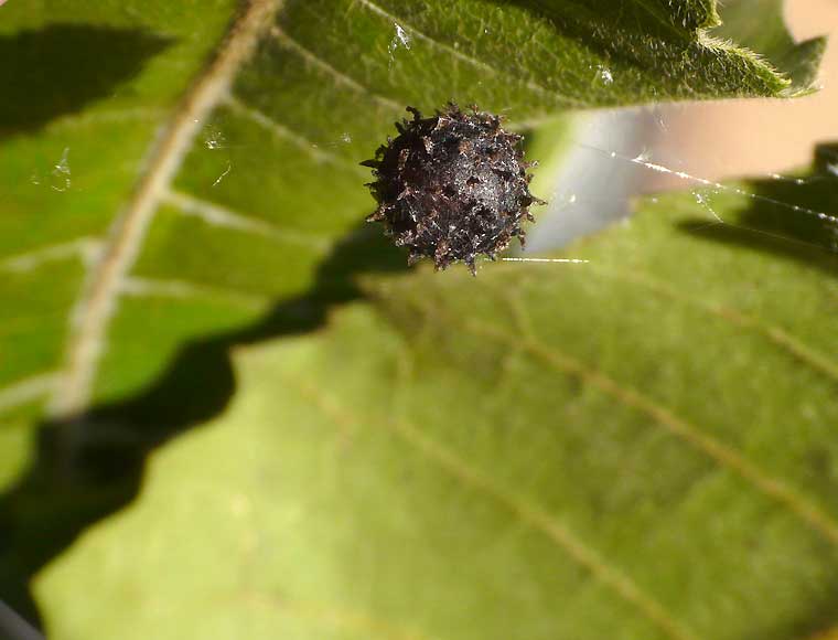 Celaenia distincta egg sac on Alectryon