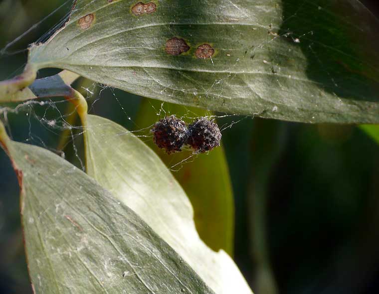 Celaenia distincta egg sacs on Acacia disparrima