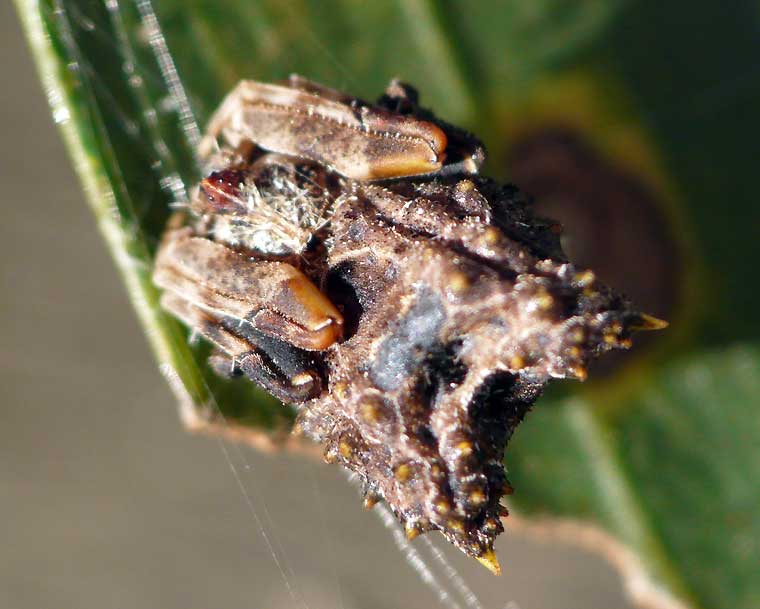 Celaenia distincta female