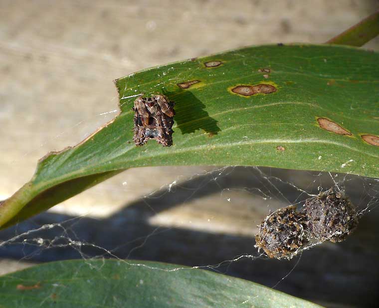 Celaenia distincta female