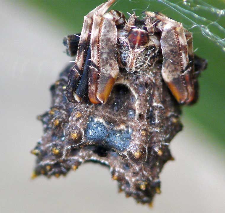 Celaenia distincta female