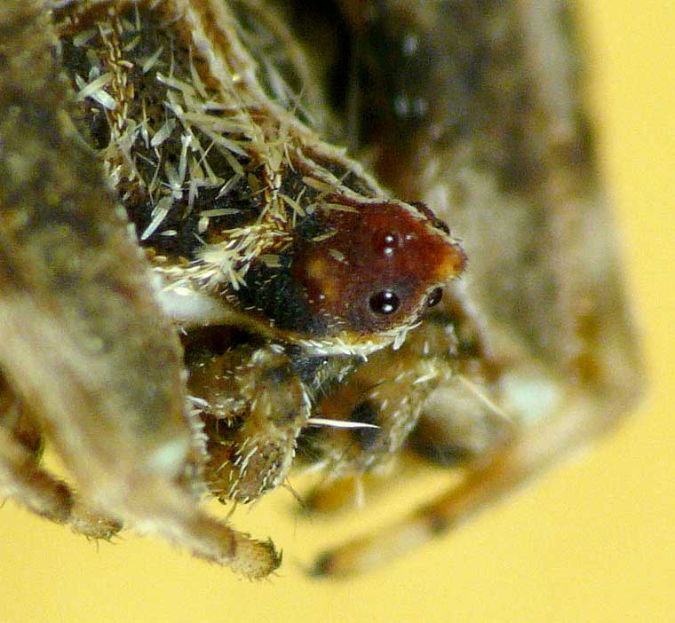 Celaenia calotoides female