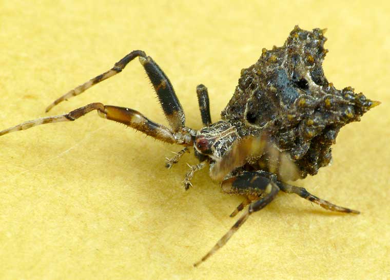 Celaenia calotoides female