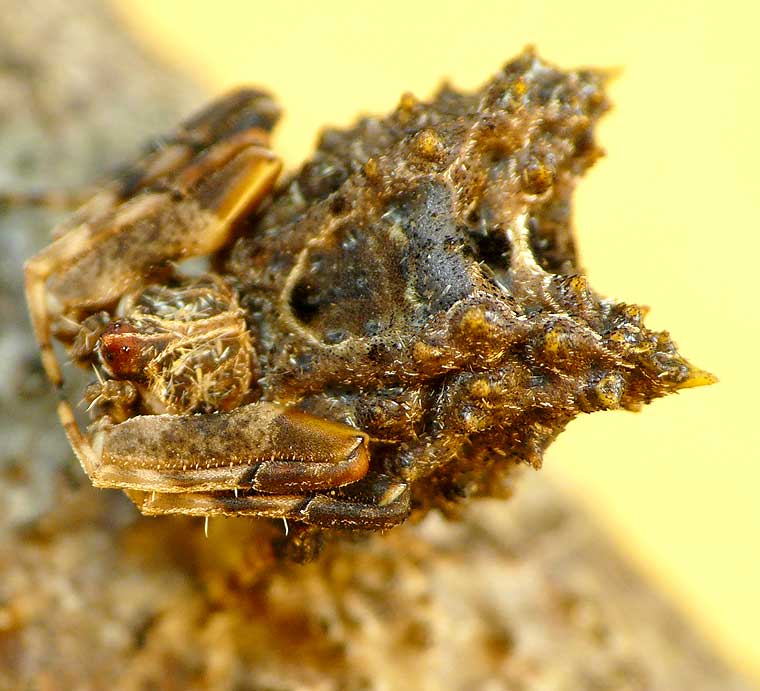 Celaenia calotoides female