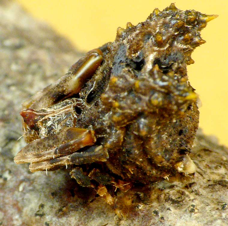 Celaenia calotoides female