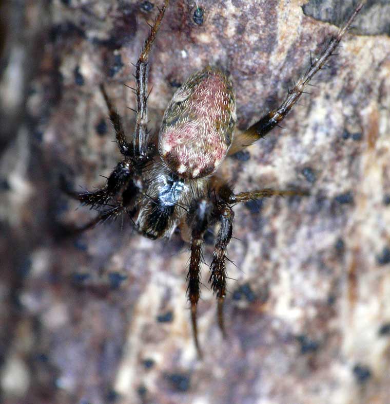 Araneus eburnus