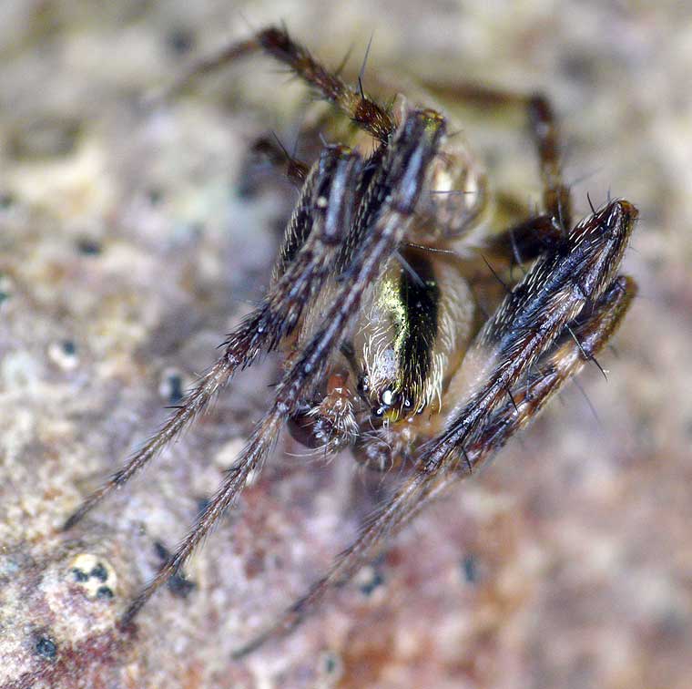 Araneus eburnus