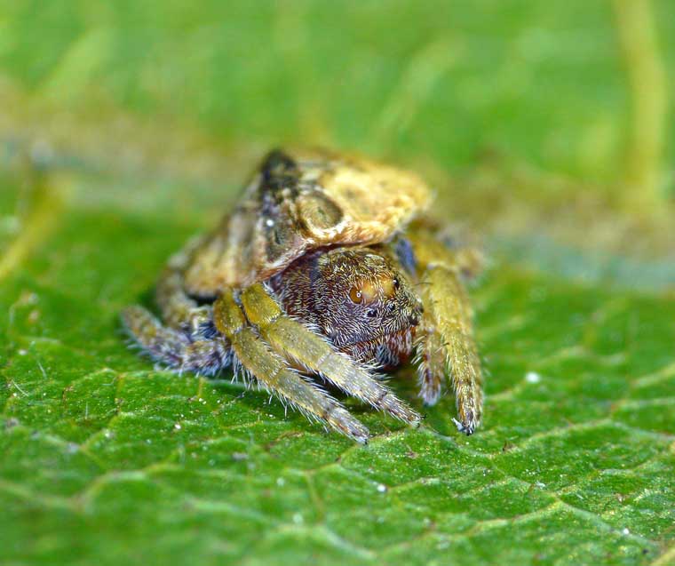 Dolophones sp possiby conifera