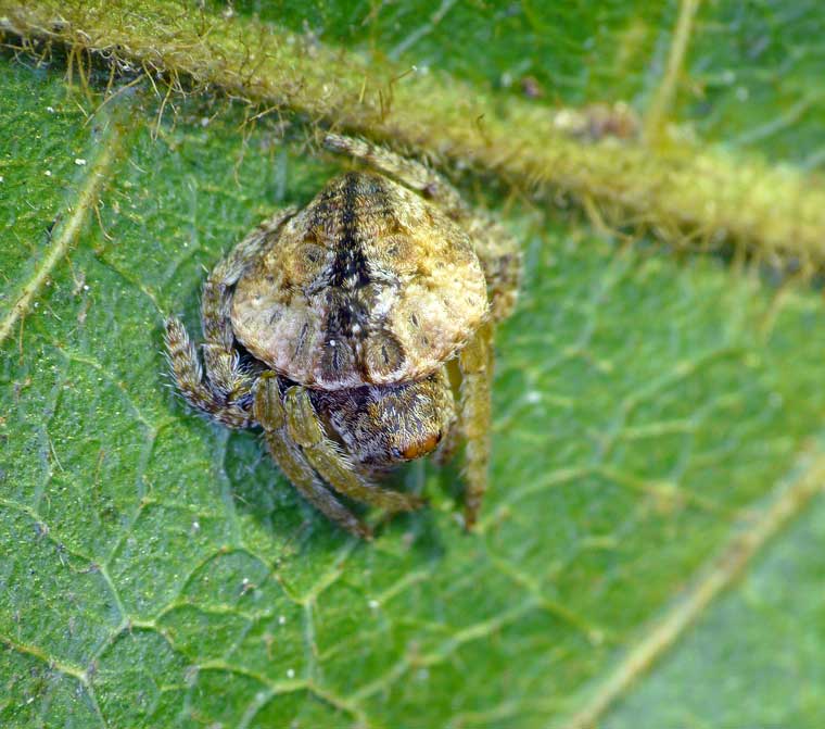 Dolophones sp possiby conifera