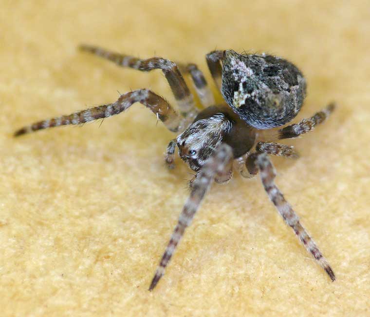 Araneus arenaceus