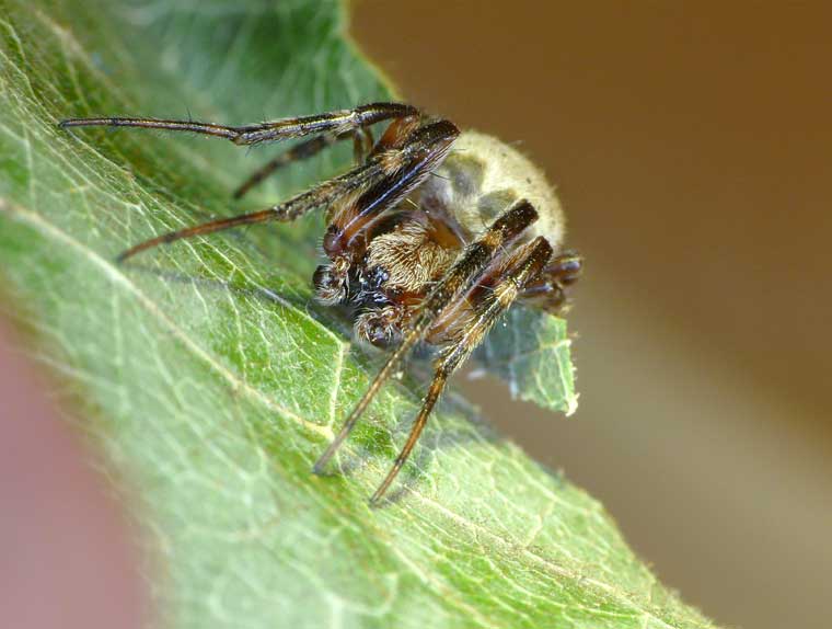 Araneus dimidiatus