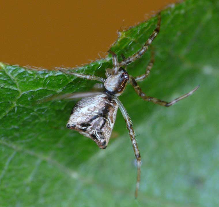 Episinus sp