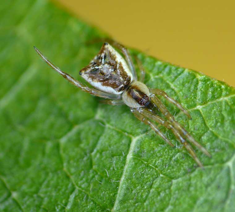 Episinus sp