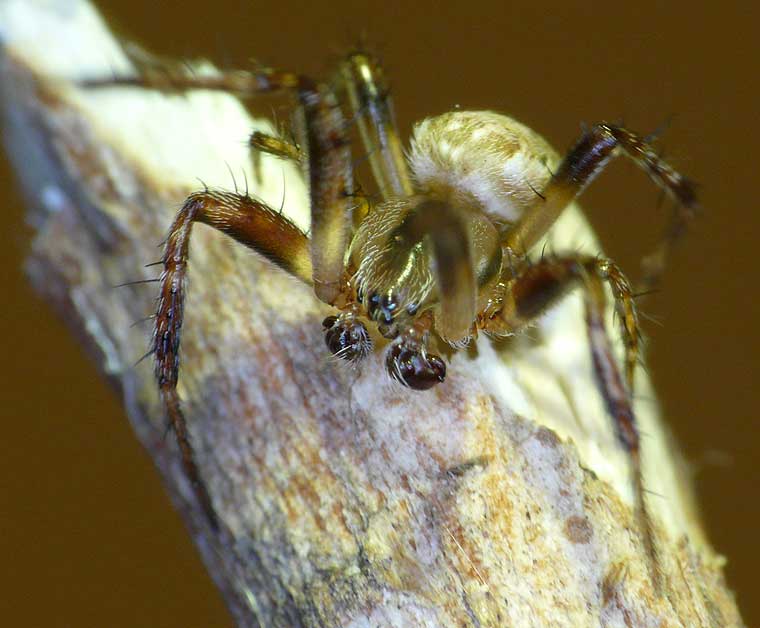 Araneus eburnus