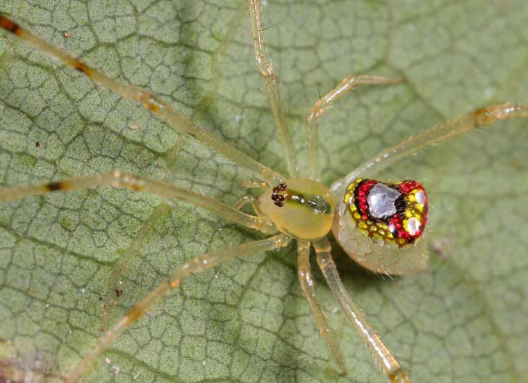 Thwaitesia North Queensland