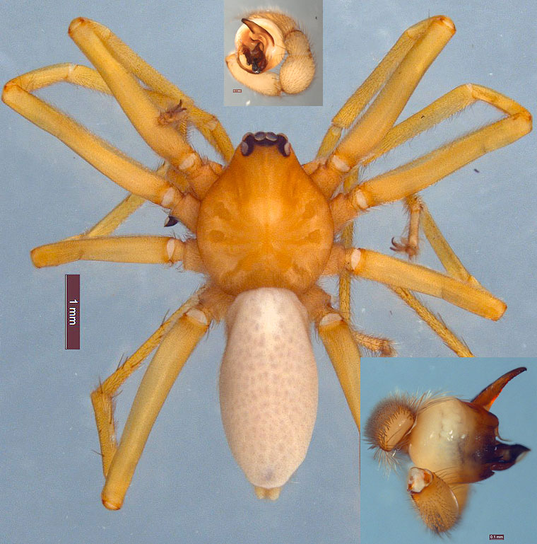 Tasmanoonops complexus Forster & Platnick, 1985