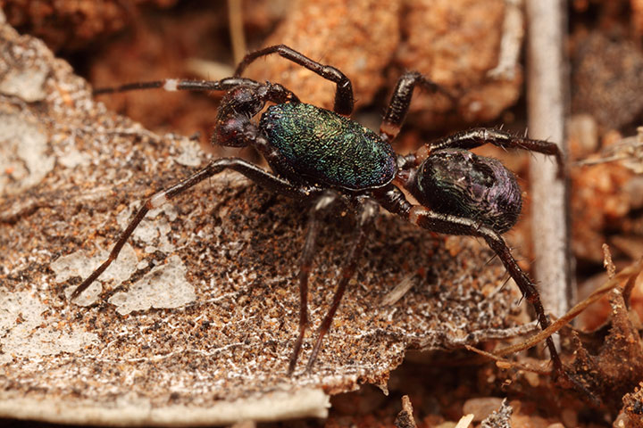 Zillimata scintillans and an ant (Rhytidonoptera) 