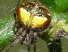 Araneus albotriangulus