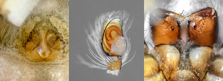 Abracadabrella elegans
