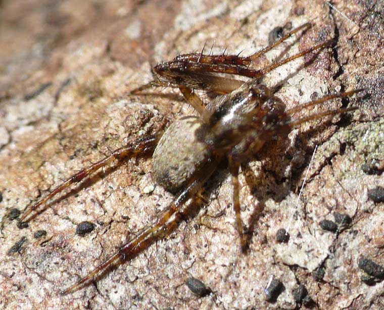 Araneus eburnus