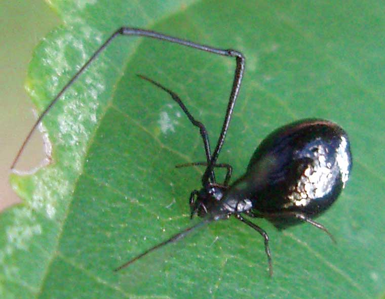 Argyrodes