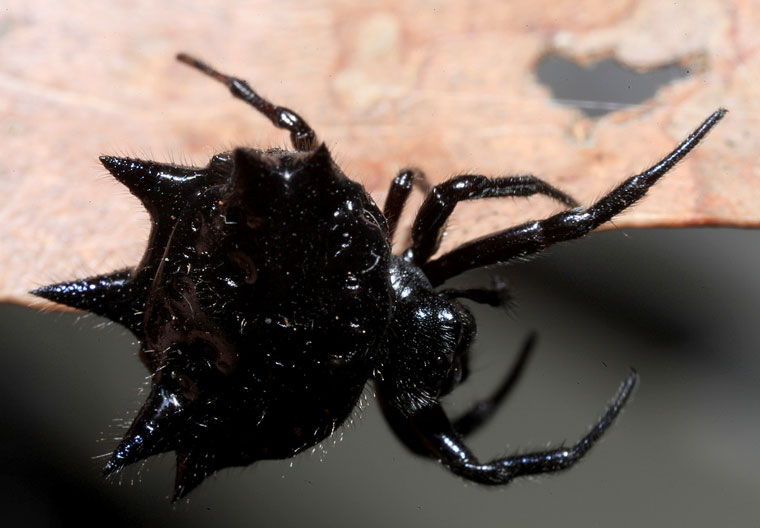 Austracantha minax