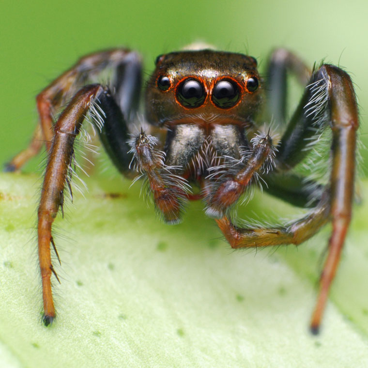 Opisthoncus mordax