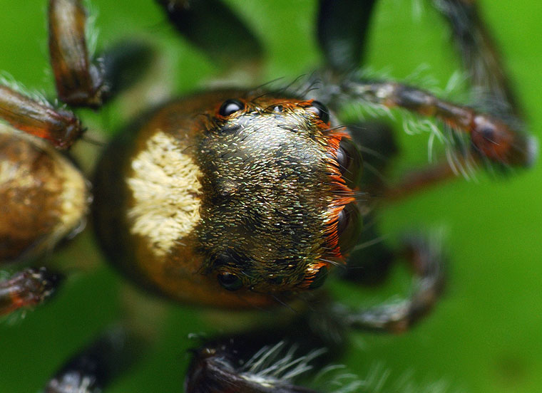 Opisthoncus mordax