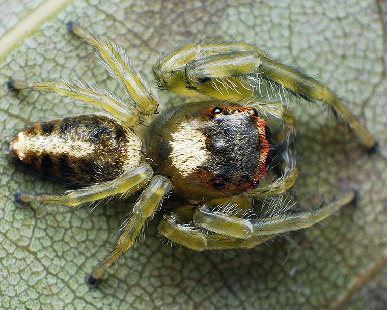 Opisthoncus mordax
