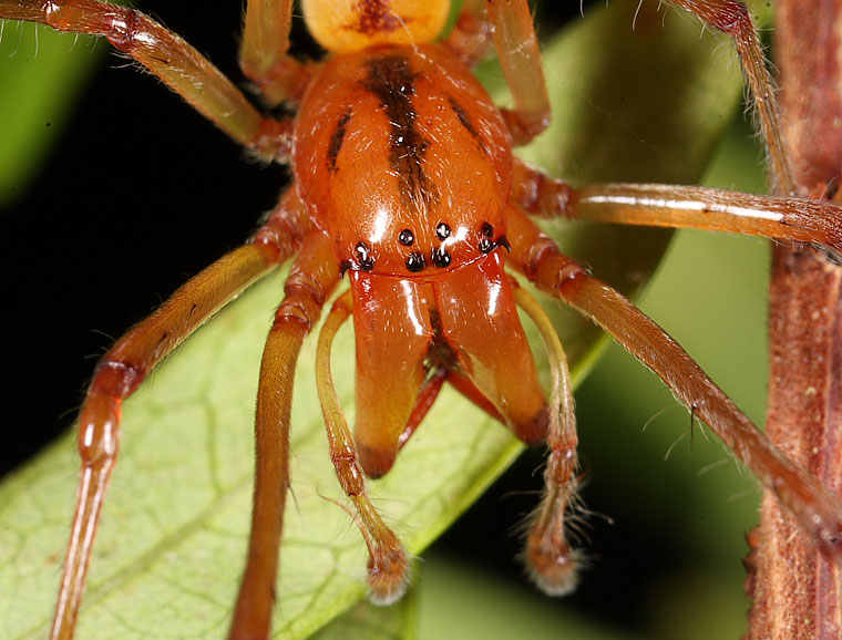 Clubionidae Cheiracanthium gracile