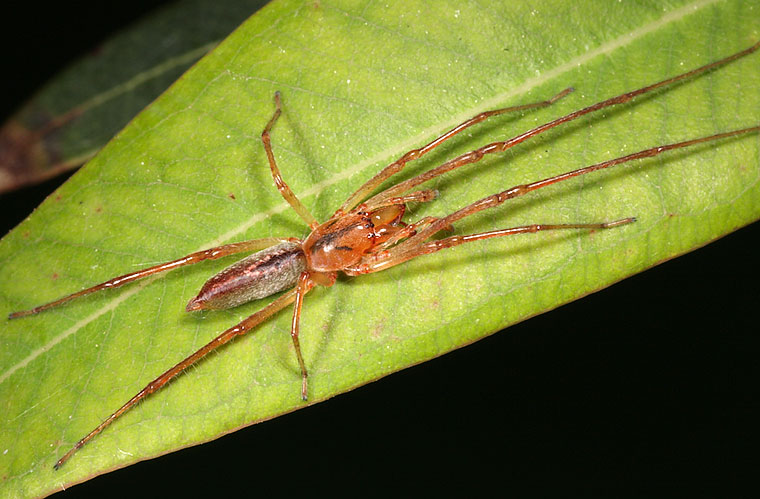 Clubionidae Cheiracanthium gracile