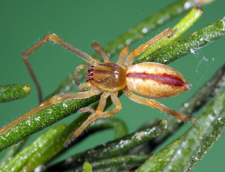 Clubionidae Cheiracanthium gracile