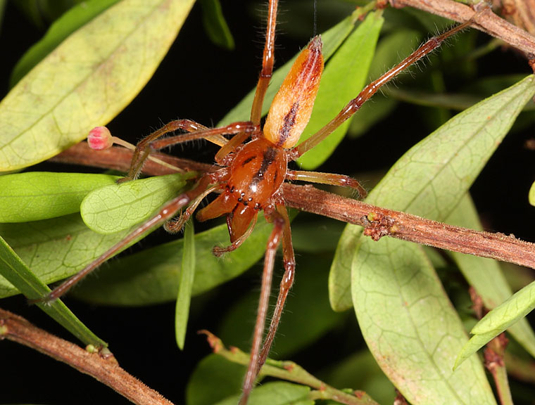 Clubionidae Cheiracanthium gracile