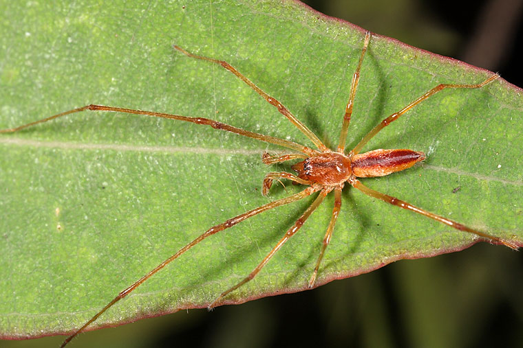 Clubionidae Cheiracanthium gracile