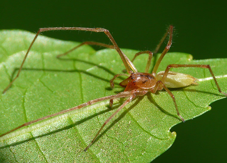 Clubionidae Cheiracanthium gracile