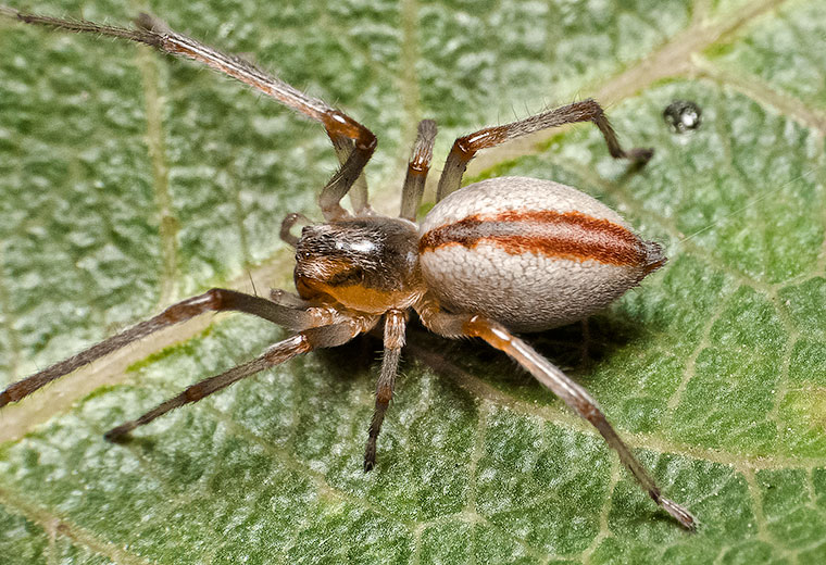 Clubionidae Cheiracanthium gracile