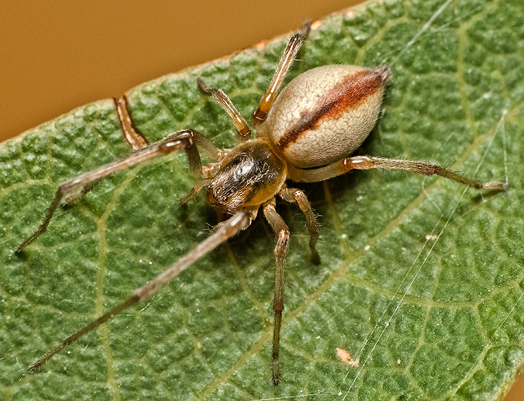 Clubionidae Cheiracanthium gracile