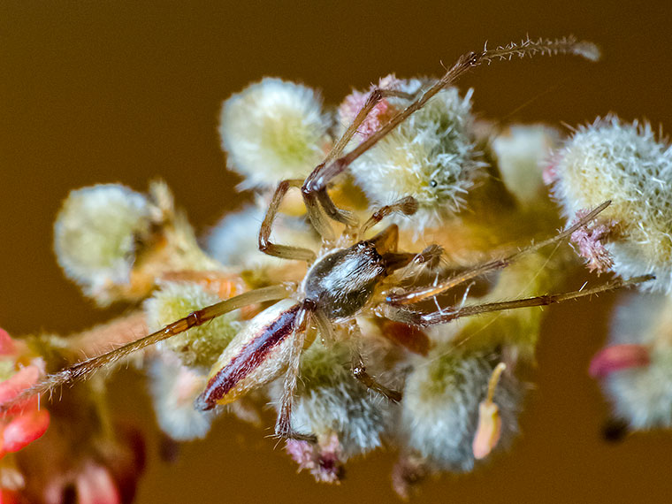 Clubionidae Cheiracanthium gracile