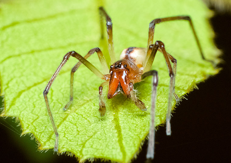 Clubionidae Cheiracanthium gracile