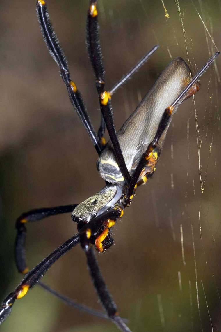 Nephila pilipes