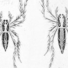 Oxyopidae Oxyopes gratus