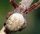 Araneus hamiltoni